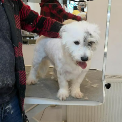 Adoption Oslo