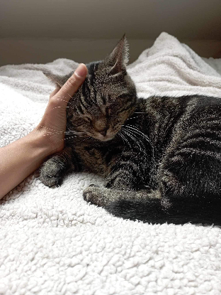 Adopter Clyde