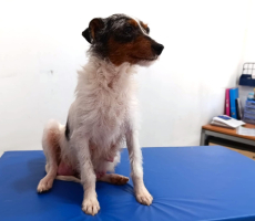 Adopter  chien : Harper
