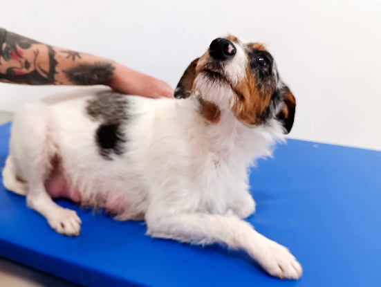 Adopter Harper