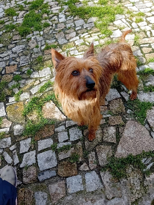 Adopter Celeste