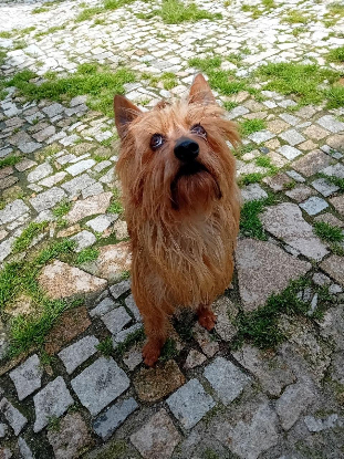 Adopter Celeste