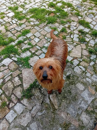 Adopter Celeste