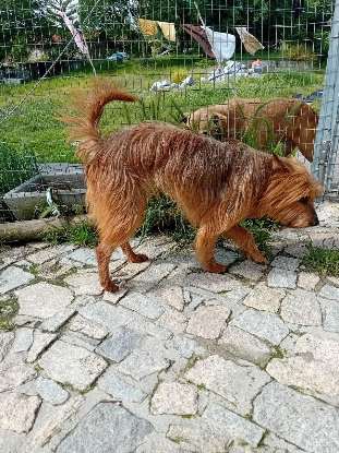 Adoption Celeste