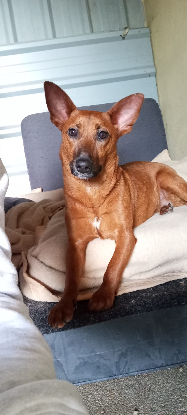 Adopter Daisy