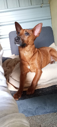 Adopter Daisy