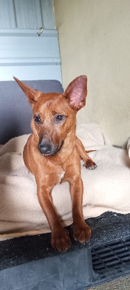 Adopter Daisy