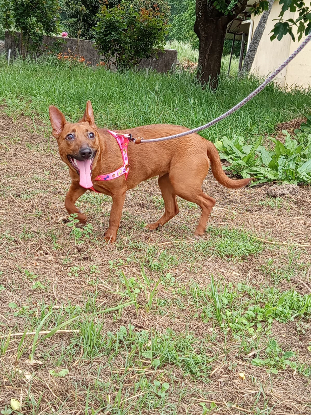 Adoption Daisy