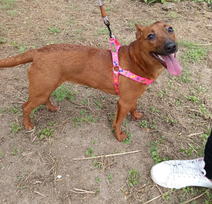 Adoption Daisy