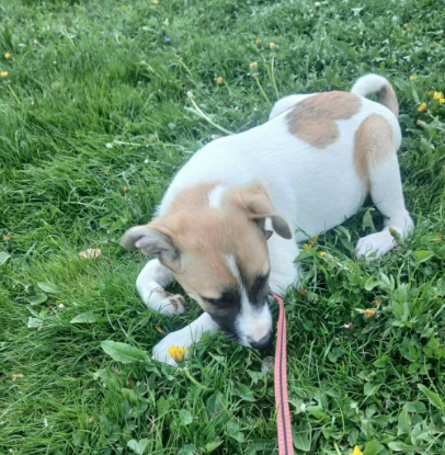 Adopter Barney
