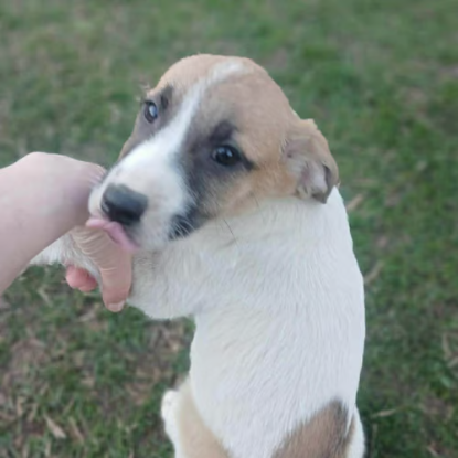 Adopter Barney