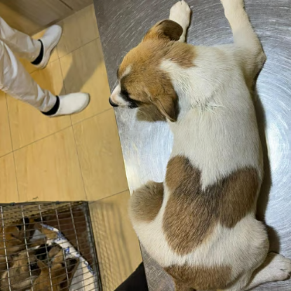 Adoption Barney