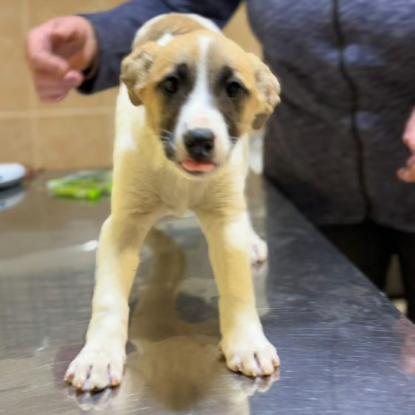 Adoption Barney