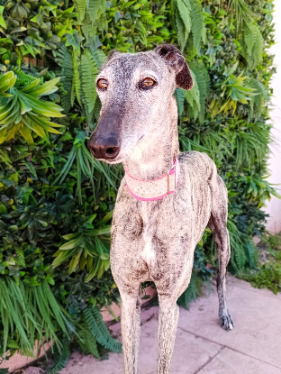 Adopter Tinta