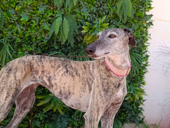 Adopter Tinta