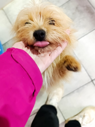 Adopter Zach