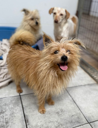 Adopter Zach