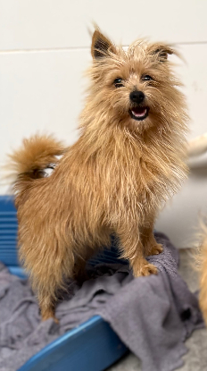 Adoption Zach
