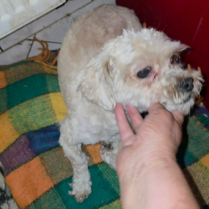 Adopter Maxelio