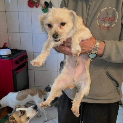 Adopter Maxelio
