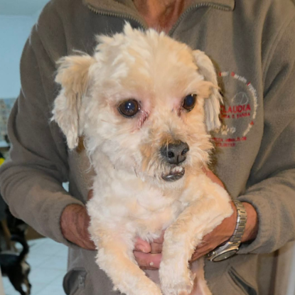 Adopter Maxelio