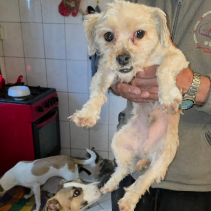 Adoption Maxelio