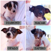 Diamond / opalo / nacar / zafiro