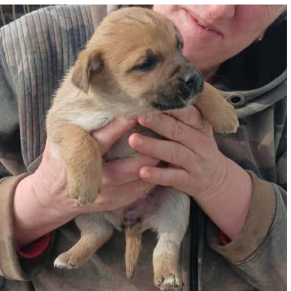 Adopter Mike