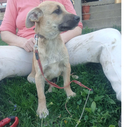 Adopter Mike