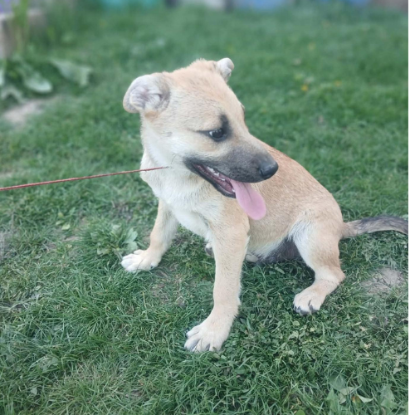 Adoption Mike