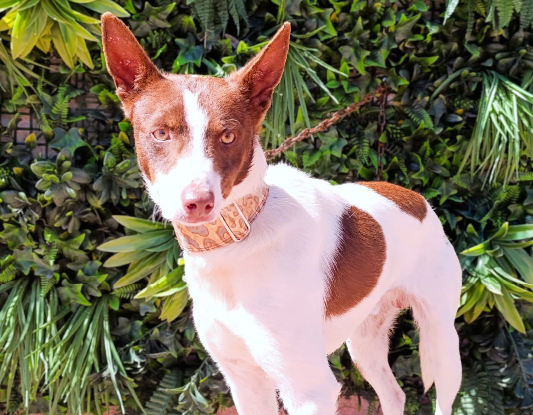 Adopter Ferrrro