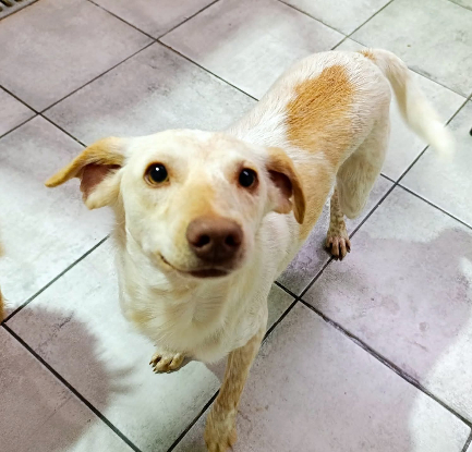 Adopter Godlokin