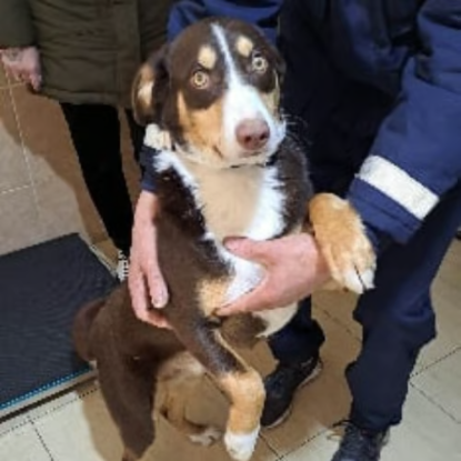 Adopter Toby
