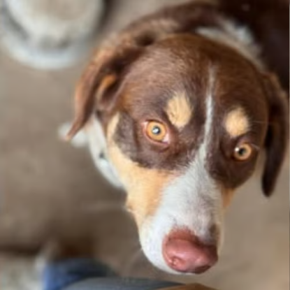 Adoption Toby
