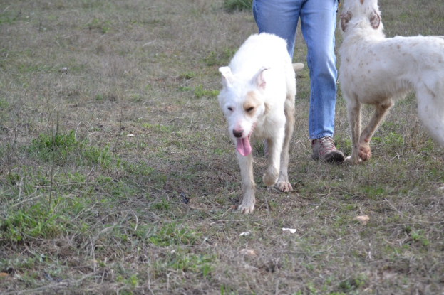 Adopter Masha
