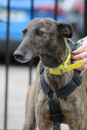 Adopter Luna