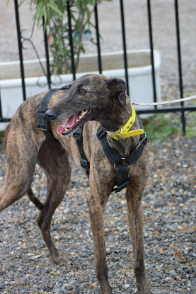 Adopter Luna