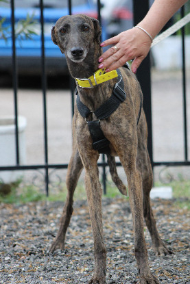 Adopter Luna