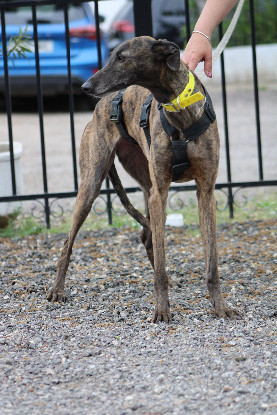 Adoption Luna
