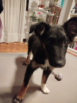 Adopter Dama