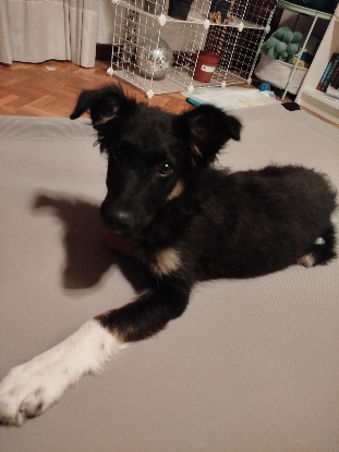 Adopter Dama