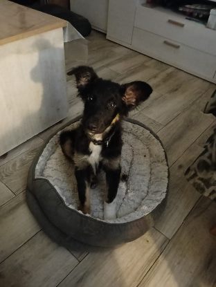 Adopter Dama