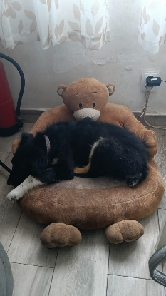 Adoption Dama