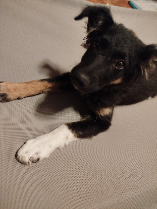 Adoption Dama