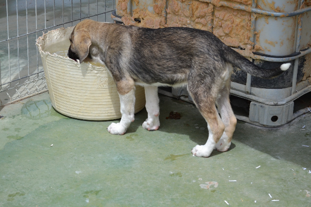 Adoption Nami