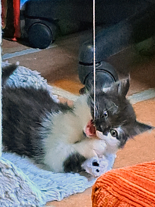 Adopter Basilic