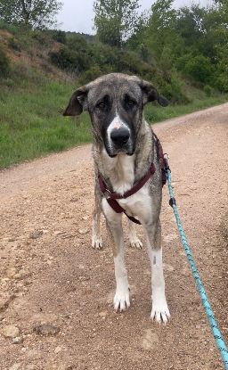 Adopter Terra