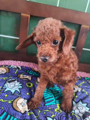 Adopter Johny