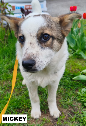 Adopter Mickey