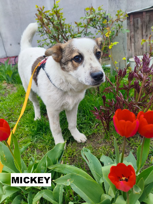 Adopter Mickey